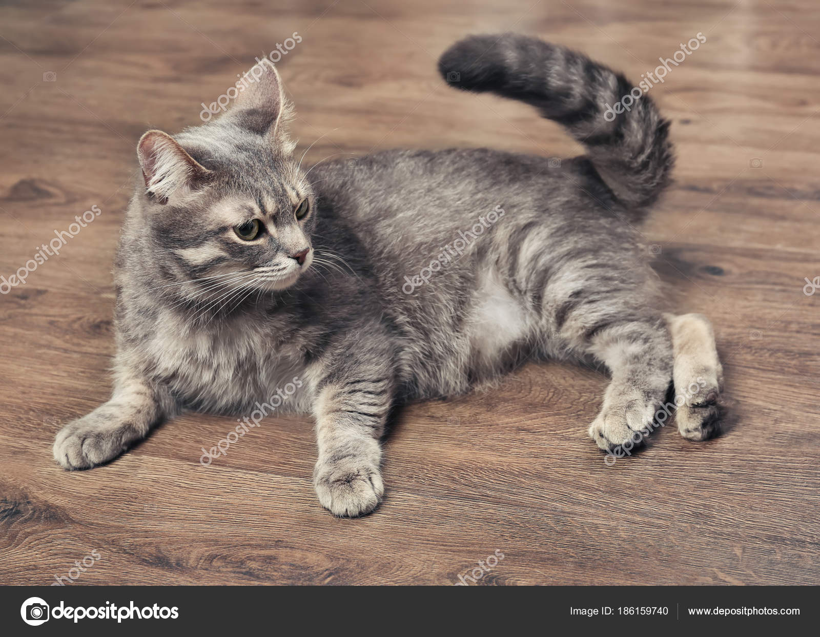 Ahşap yerde yatarken komik kilolu kedi Stok fotoğrafçılık ©belchonock