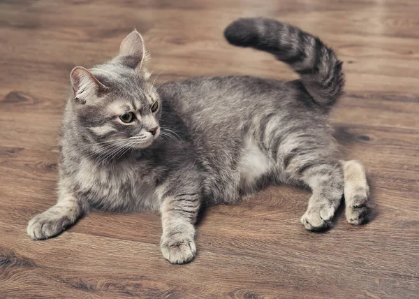 Divertente gatto in sovrappeso sdraiato sul pavimento in legno — Foto Stock