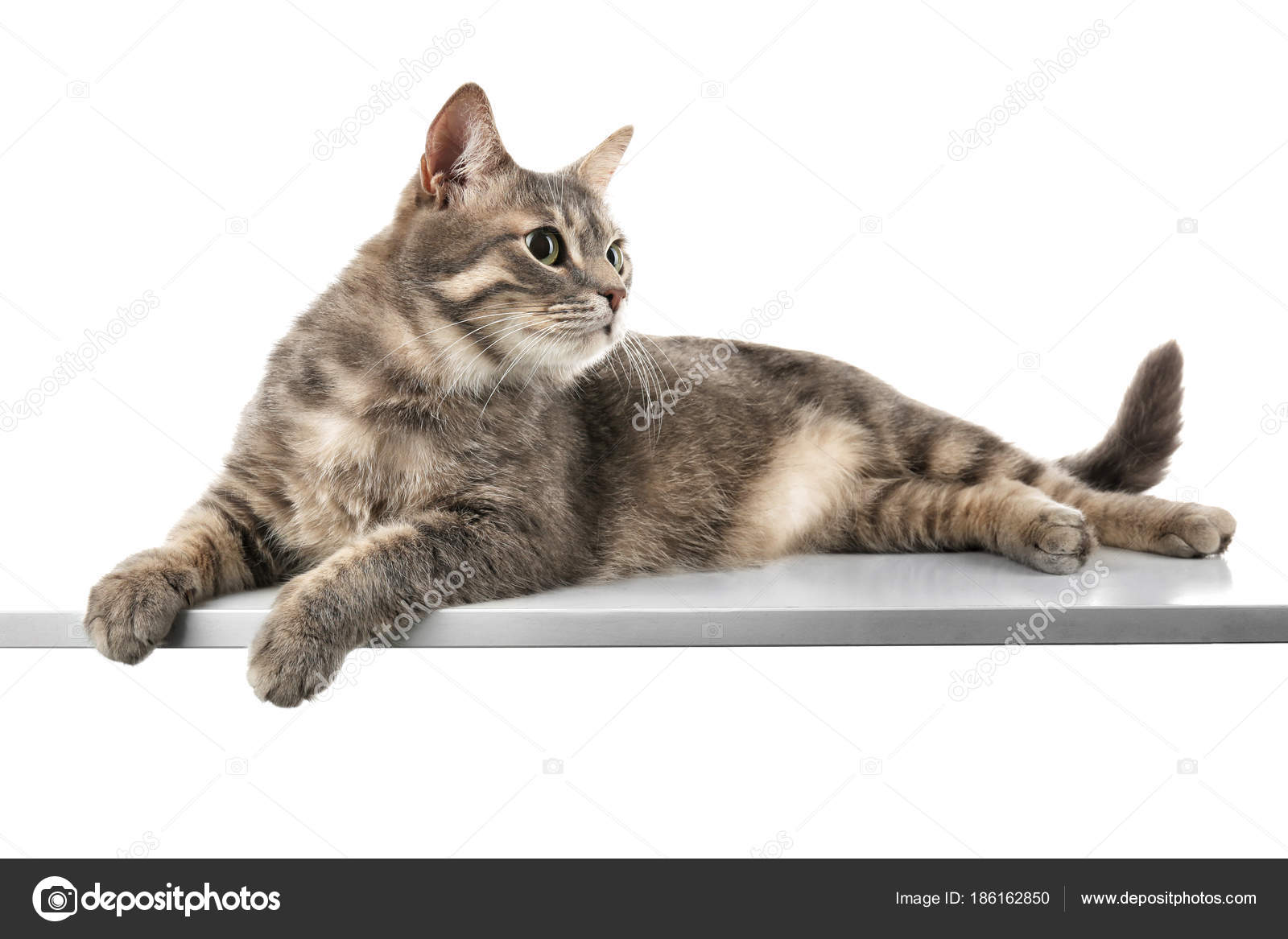 Beyaz arka plan üzerinde komik kilolu kedi — Stok Foto © belchonock