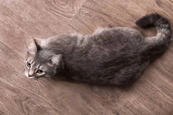 Divertido gato con sobrepeso acostado en el suelo de madera — Foto de Stock