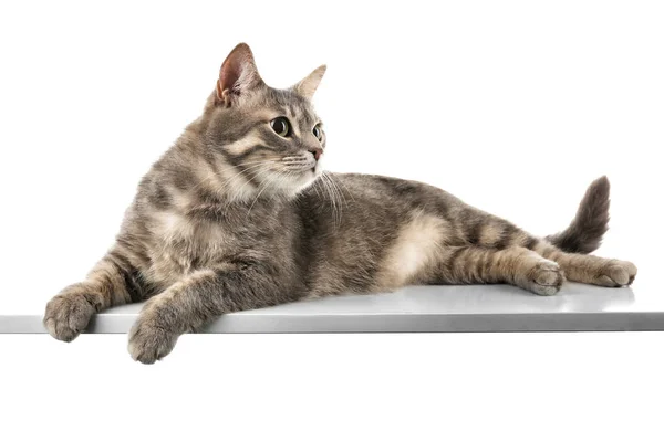 Lustige übergewichtige Katze auf weißem Hintergrund — Stockfoto