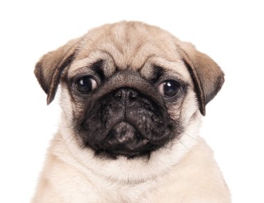 Şirin holding sahibi beyaz arka plan üzerinde köpek pug