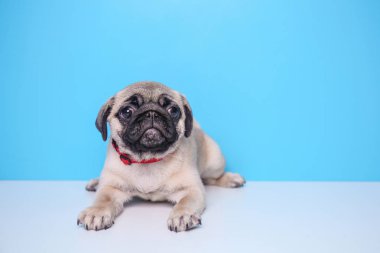 Renk arka plan üzerinde şirin pug köpek yavrusu