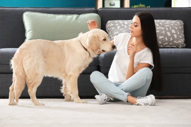 Genç kadın ile köpek kapalı. Evde beslenen hayvan ve sahibi arasındaki dostluk