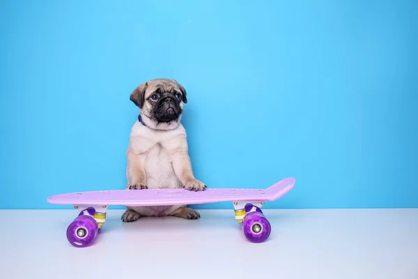 Cute pug puppy with skateboard on color background