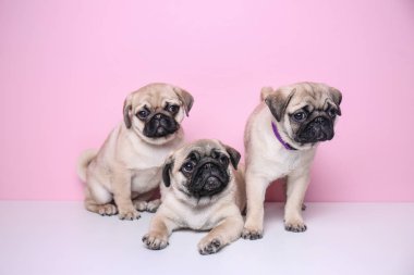 Cute pug puppies on color background clipart