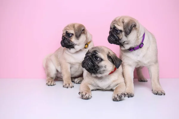 Lindos Cachorros Cachorro Sobre Fondo Color —  Fotos de Stock