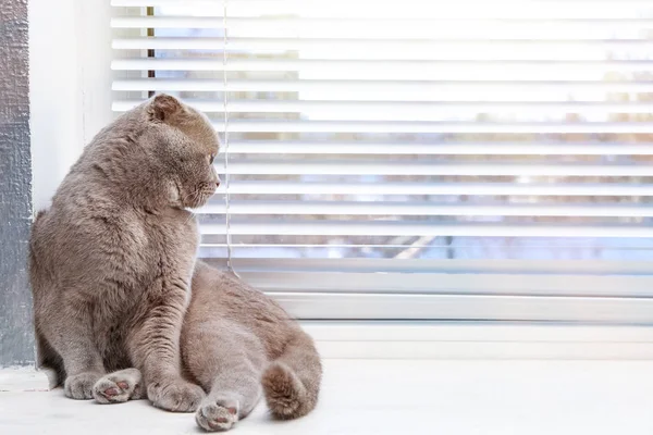 Cat resting near window — Stock Photo, Image