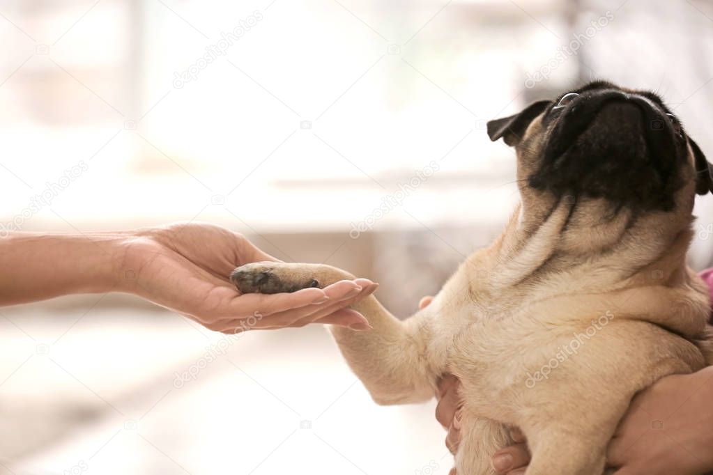 Dog giving paw to woman