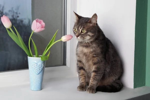 Funny overweight cat sitting near vase with flowers on window sill — Stock Photo, Image