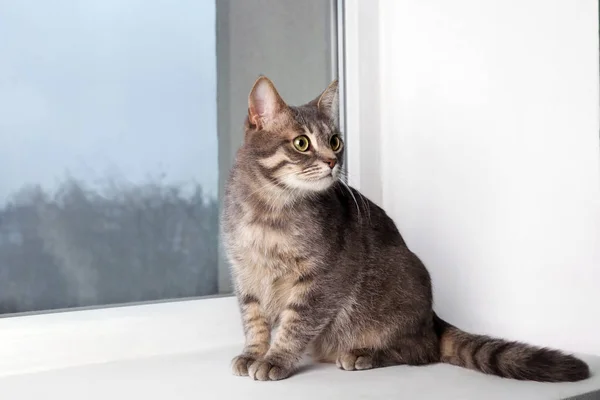 Funny overweight cat sitting on window sill — Stock Photo, Image