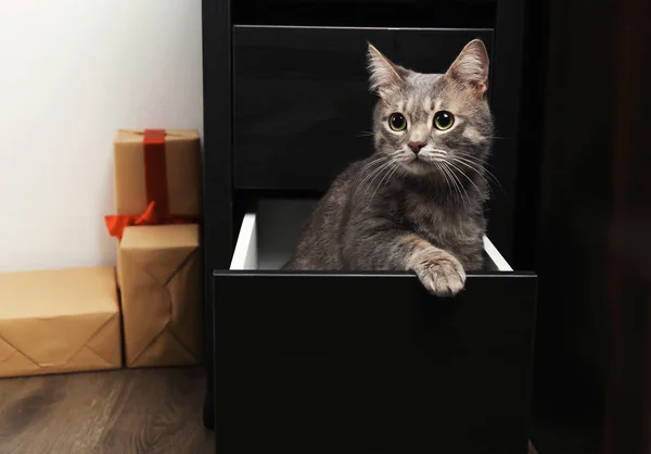 Divertido gato con sobrepeso sentado en el cajón en casa — Foto de Stock