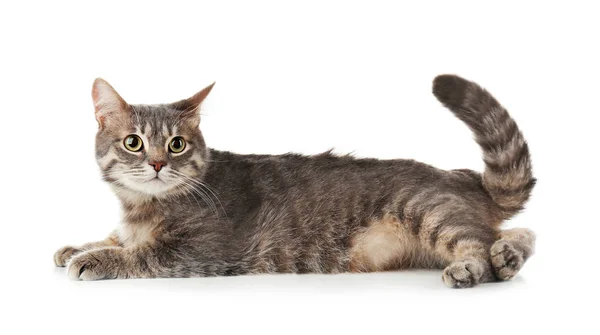 Gato com sobrepeso engraçado no fundo branco — Fotografia de Stock