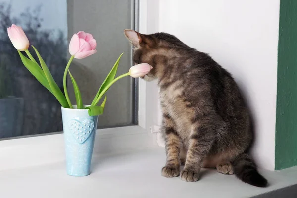 Funny overweight cat sitting near vase with flowers on window sill — Stock Photo, Image