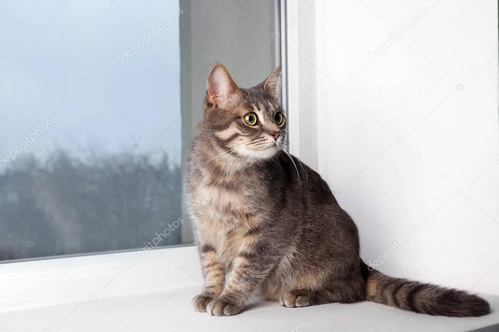 Funny overweight cat sitting on window sill