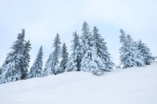 아름 다운 전나무 나무는 겨울 날에 눈으로 덮여 — 스톡 사진