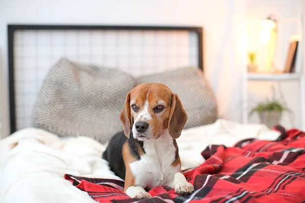 Lindo beagle acostado en la cama en el interior —  Fotos de Stock