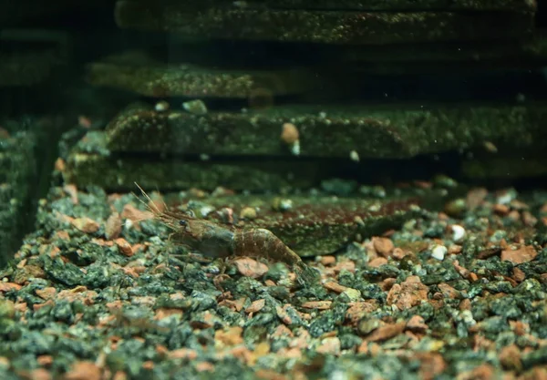 Camarones pequeños en acuario —  Fotos de Stock
