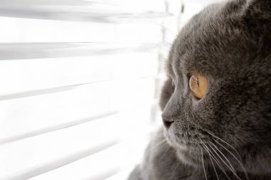 Şirin kedi pencere Panjur dinlenme