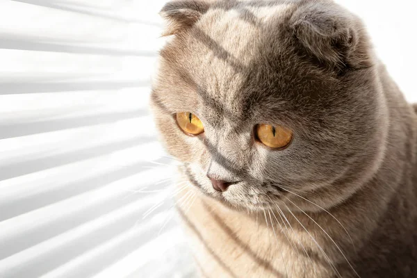 Carino gatto a riposo vicino a tende finestra — Foto Stock