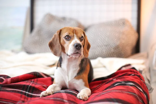 Cute beagle lying on bed indoors