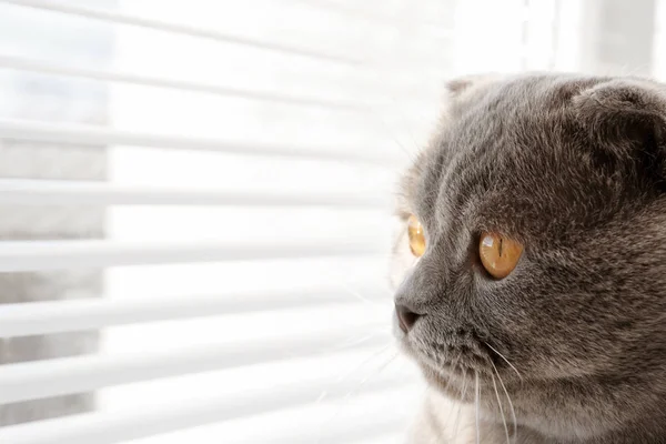 Симпатична кішка відпочиває біля віконних жалюзі — стокове фото