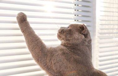 Şirin kedi pencere Panjur dinlenme