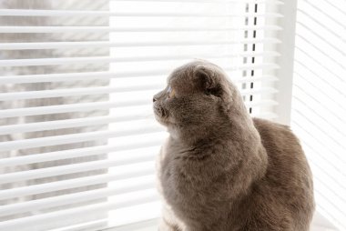 Şirin kedi pencere Panjur dinlenme