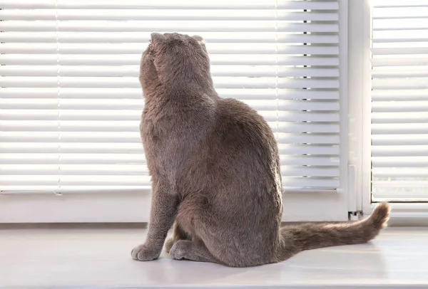 Симпатична кішка відпочиває біля віконних жалюзі — стокове фото