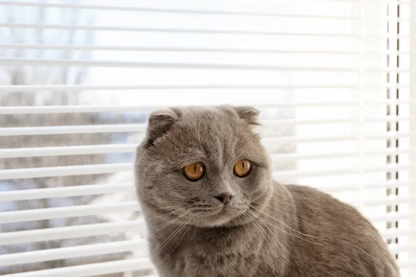 Lindo gato descansando cerca de persianas de ventana — Foto de Stock