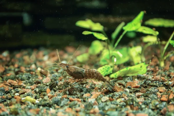 Kleine garnalen in aquarium — Stockfoto