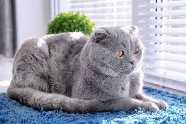 Şirin kedi pencere Panjur dinlenme