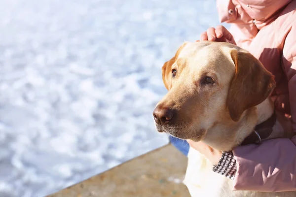 Милая Красивая Собака Владельцем Открытом Воздухе Зимний День — стоковое фото