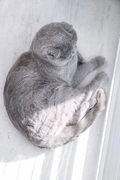 Cute Cat Resting Floor Window — Stock Photo, Image