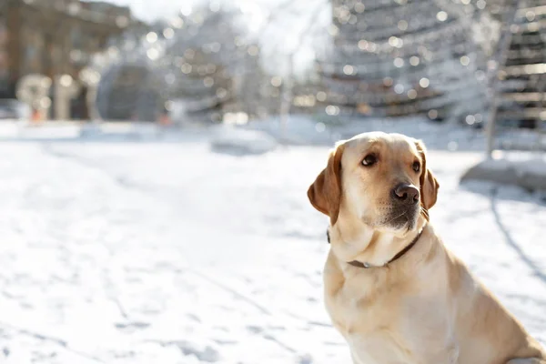 Carino Bel Cane All Aperto Giorno Inverno — Foto Stock