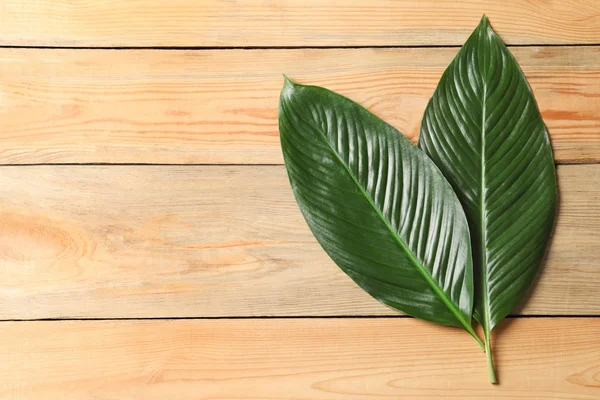 Hojas grandes de palmera de plátano tropical sobre fondo de madera — Foto de Stock