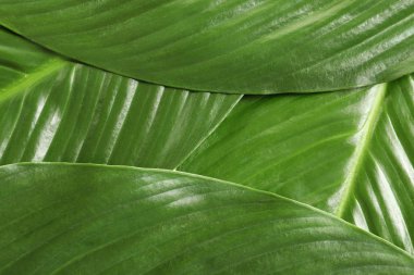 Arka plan olarak büyük tropikal muz yaprakları palmiye