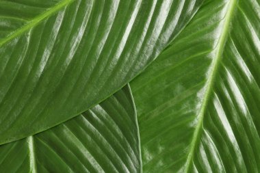 Arka plan olarak büyük tropikal muz yaprakları palmiye