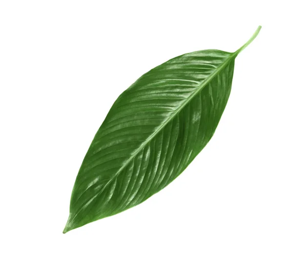 Big leaf of tropical banana palm on white background — Stock Photo, Image