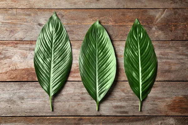 Hojas grandes de palmera de plátano tropical sobre fondo de madera — Foto de Stock