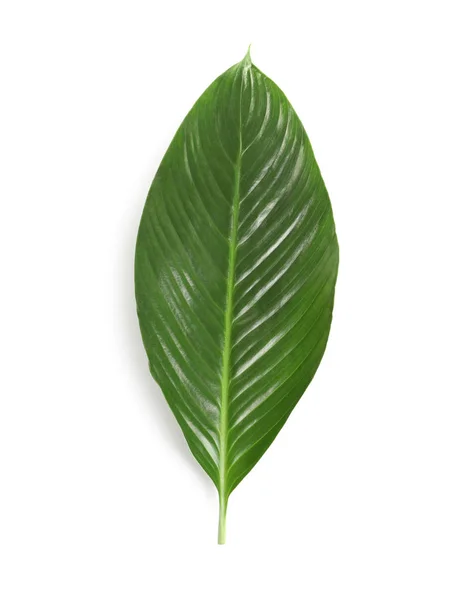 Big leaf of tropical banana palm on white background — Stock Photo, Image