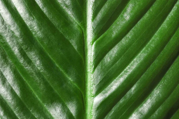 Velké listy palmy tropické banán jako pozadí, closeup — Stock fotografie