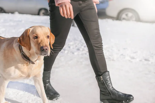 冬天的时候 女人在户外散步可爱的狗 宠物与主人之间的友谊 — 图库照片