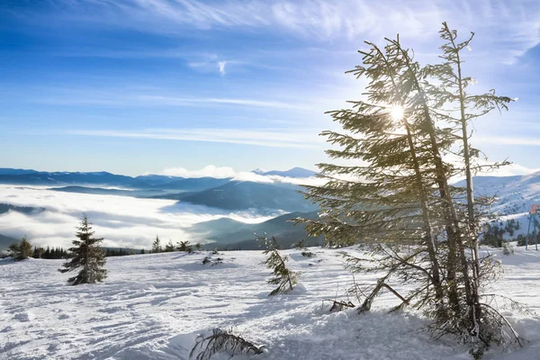 Fir trees in snowy mountains on winter day — Stock Photo, Image