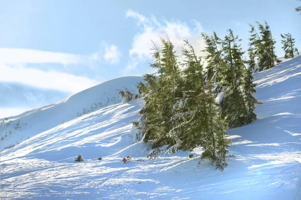 Fir trees in snowy mountains on winter day — Stock Photo, Image