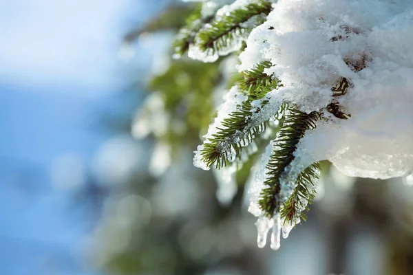 Ramas de abeto cubiertas de nieve — Foto de Stock