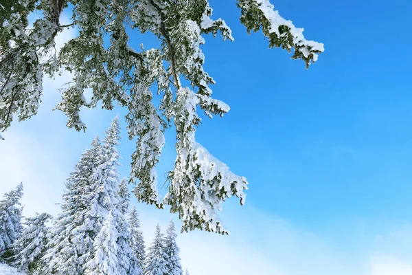 Schöne Tannen — Stockfoto