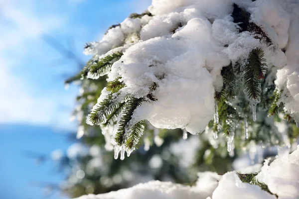 Ramas de abeto cubiertas de nieve — Foto de Stock