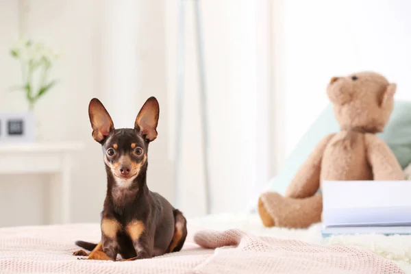 Bonito brinquedo terrier deitado na cama dentro de casa — Fotografia de Stock