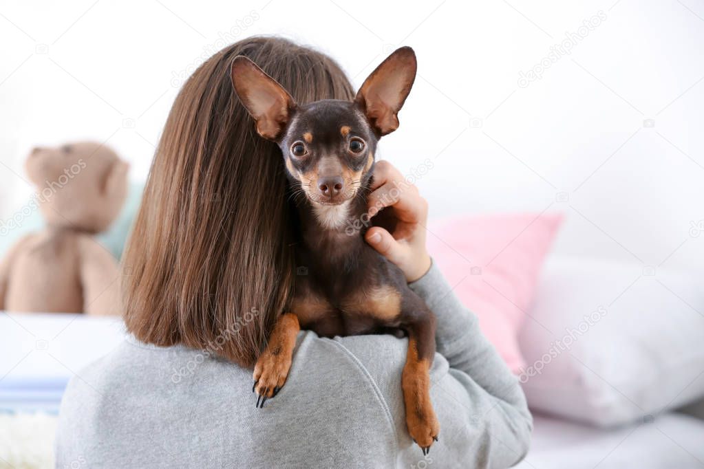 Woman holding cute toy terrier indoors